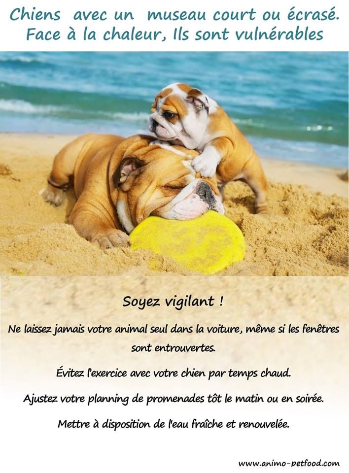 Des Joyeux P'tits Molosses - ATTENTION !!! 