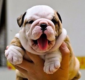 Le Bulldog vous fera craquer , car il vous fera Rire !!