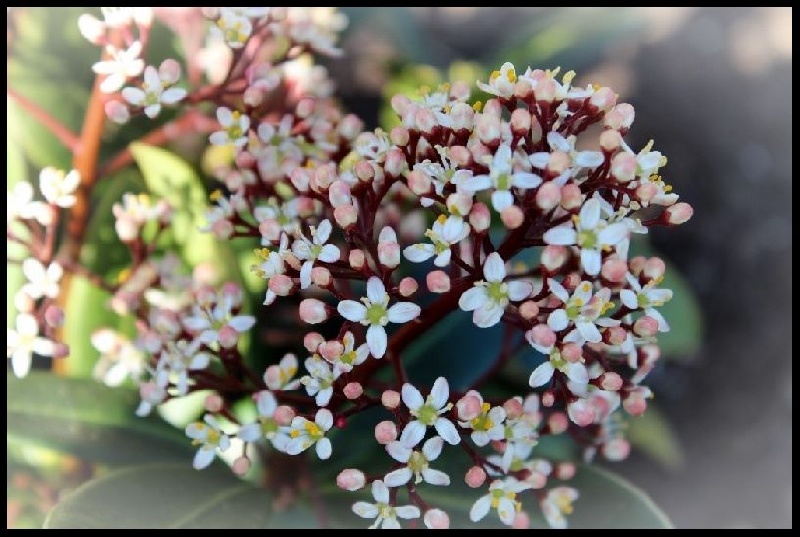 Notre jardin Fleuris