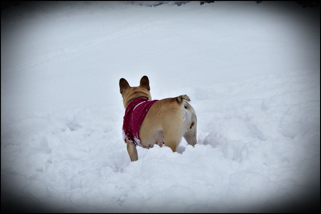 Nos loulous qui s'amusent dans la neige ! lol