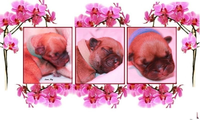 Naissance de nos p'tits Molosses