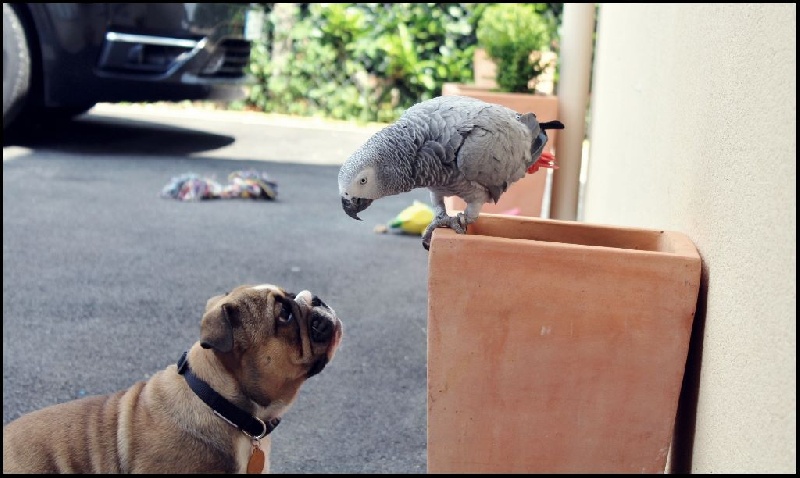Nos boubous et nos autres animaux