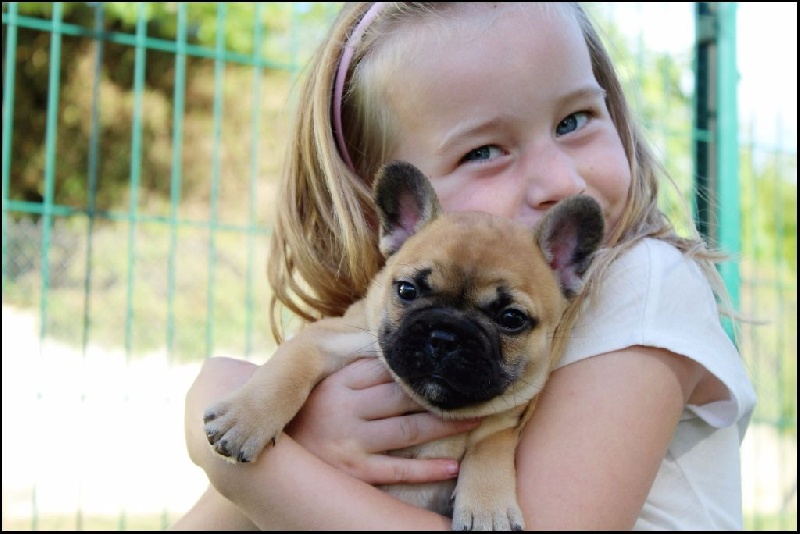 Chiot Bouledogue français Des Joyeux P'tits Molosses